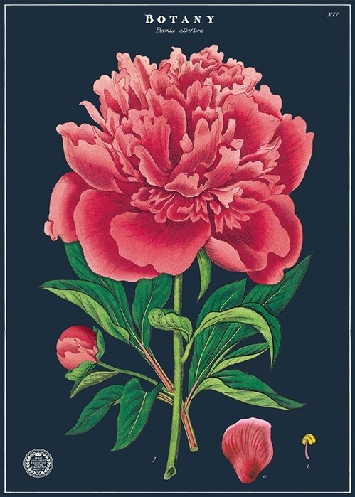 Peony Botany Poster  - 20” X 28” - #105