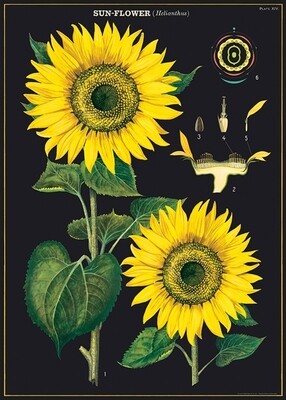 Sunflowers Poster  - 20” X 28” - #115