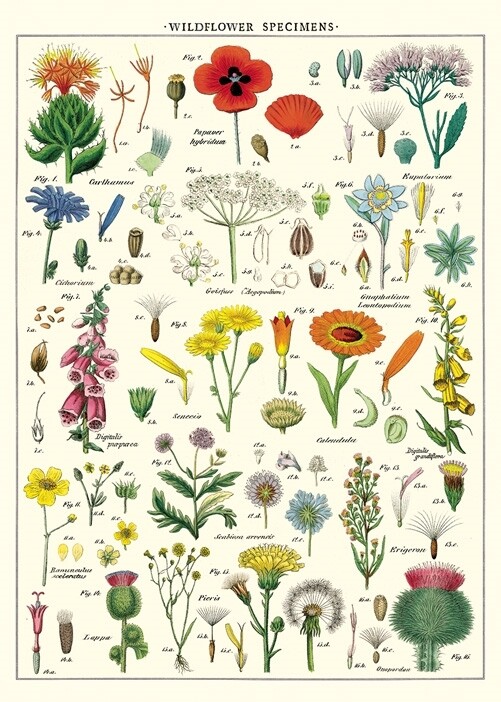 Wildflowers Poster  - 20” X 28” - #119