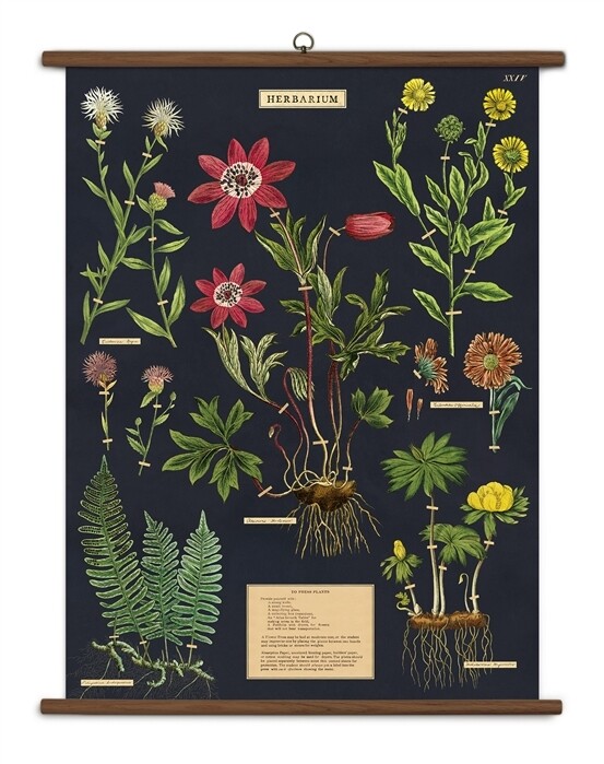 Herbarium Large School Chart