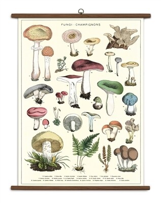 Mushrooms Large School Chart