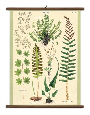 Ferns Large School Chart
