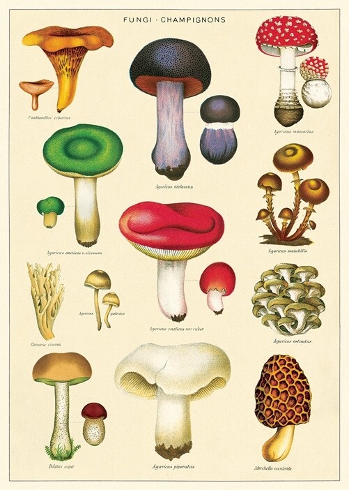 Mushrooms 2 Poster  - 20” X 28” - #319