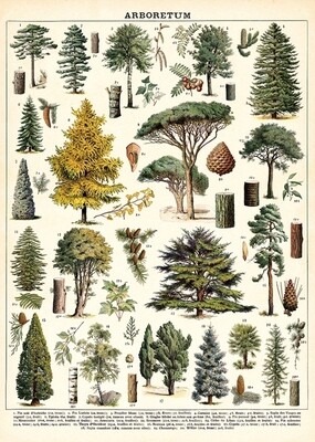 Arboretum Poster  - 20” X 28” - #318