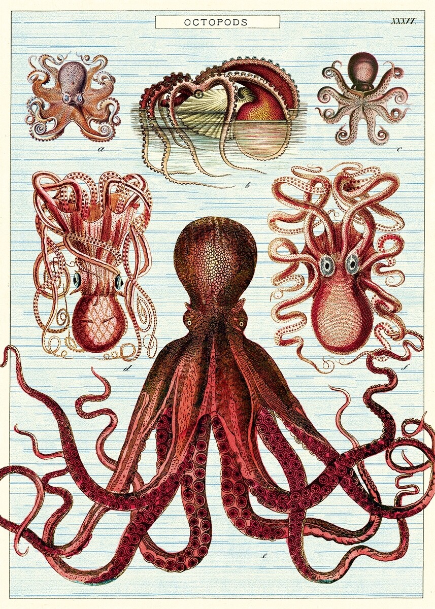 Octopods Poster  - 20” X 28” - #210