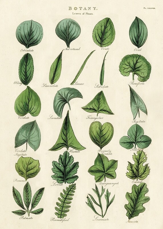 Botany Leaves Poster  - 20” X 28” - #507