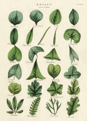 Botany Leaves Poster  - 20” X 28” - #118