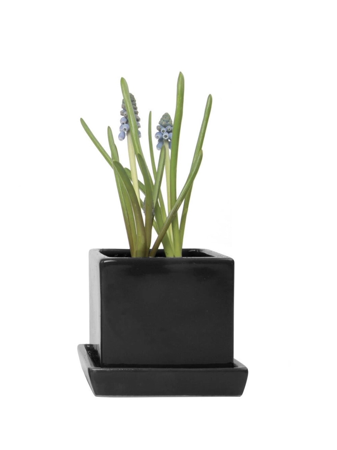Chive Black Cube &amp; Saucer Ceramic - CUSABL SALE
