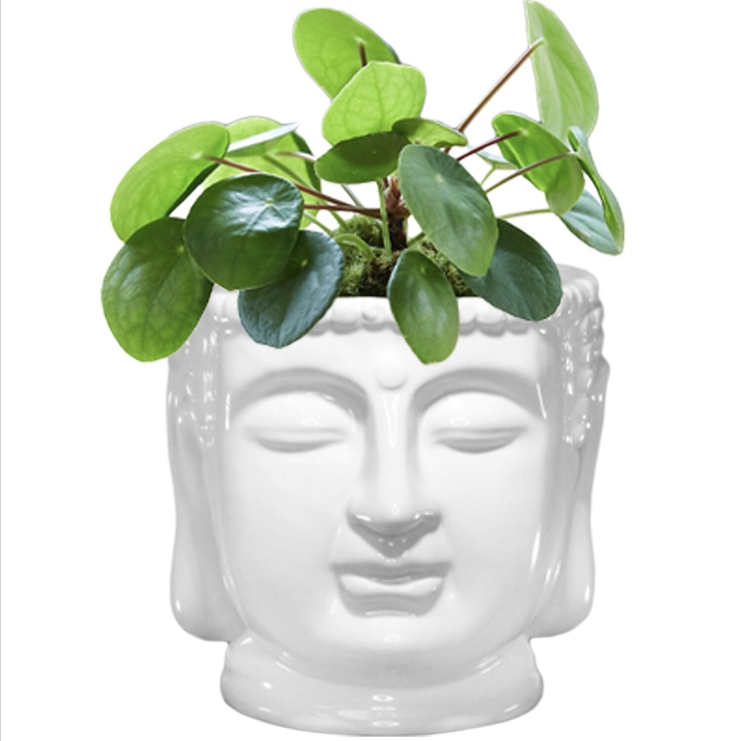 White Ceramic Buddha Bust Planter - WBPL4