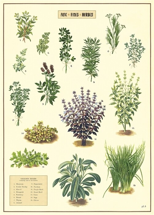 Kitchen Herbs Poster  - 20” X 28” - #502