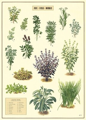 Kitchen Herbs Poster  - 20” X 28” - #117