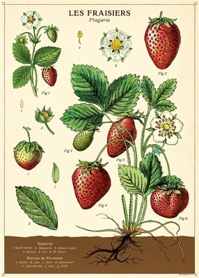 Strawberries Posters  - 20” X 28” - #113