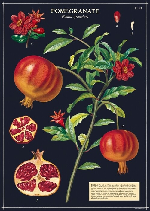 Pomegranate Poster  - 20” X 28” - #110