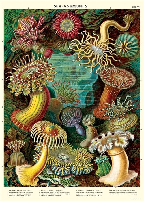 Sea Anemones Poster  - 20” X 28” - #212