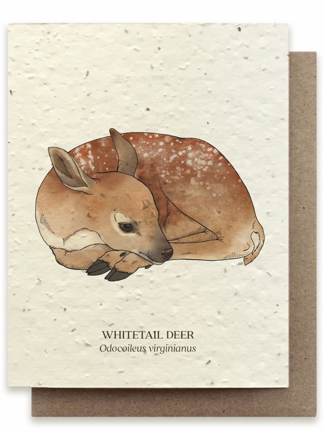 Whitetail Deer Greeting Card - Plantable Wildflower Seed Card - BC117