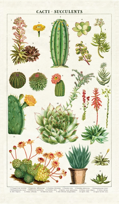 Cacti + Succulents Tea Towel