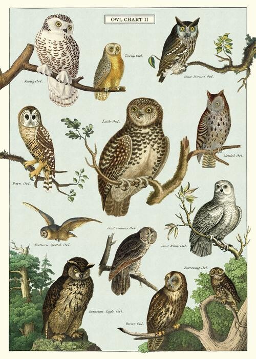 Owl Chart Poster - #325
