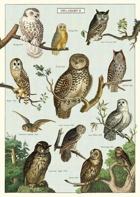 Owl Chart Poster  - 20” X 28” - #325