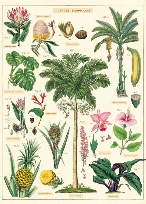 Tropical Plants Poster  - 20” X 28” - #509