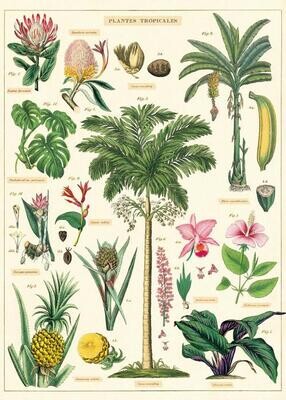 Tropical Plants Poster  - 20” X 28” - #217
