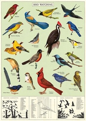 Study of Birds Poster  - 20” X 28” - #418