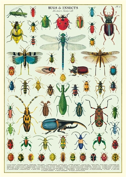 Bugs &amp; Insects Poster  - 20” X 28” - #405