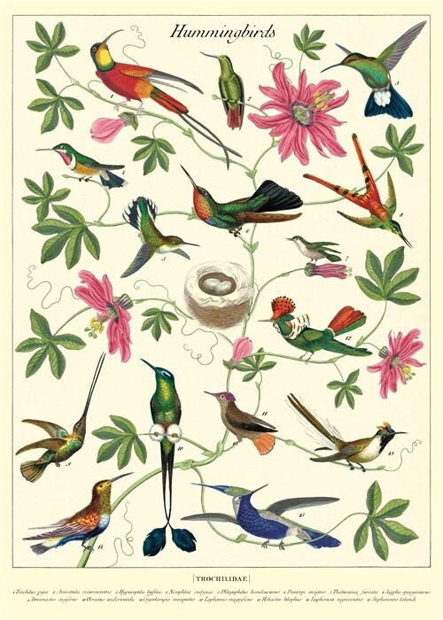 Hummingbirds Poster - 20” X 28” - #120