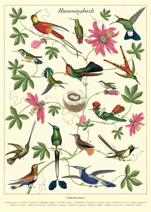 Hummingbirds Poster  - 20” X 28” - #120