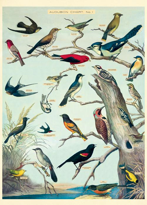 Audubon Birds Poster  - 20” X 28” - #416