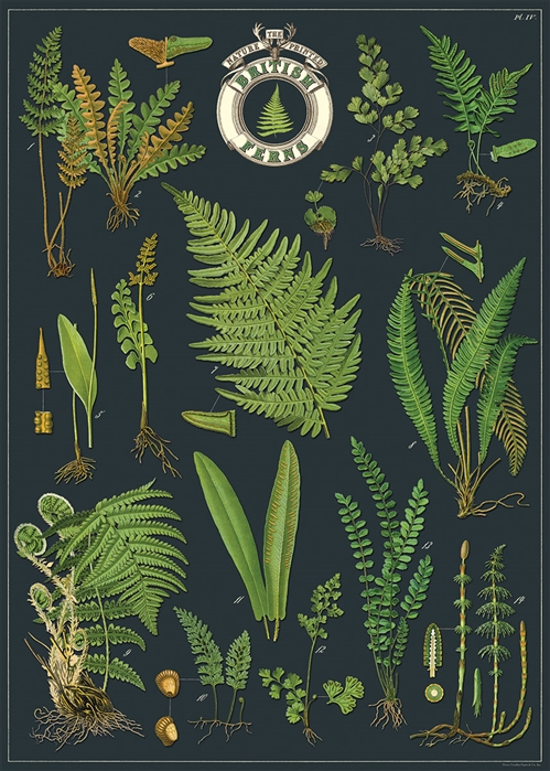 British Ferns Poster  - 20” X 28” - #122