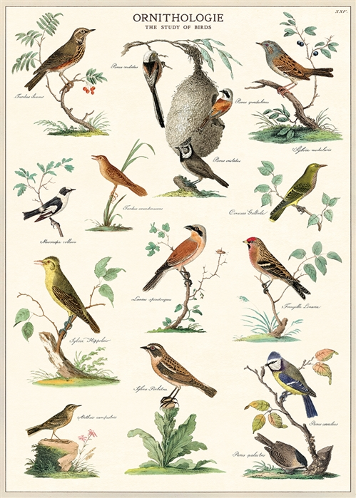 Ornithologie Poster  - 20” X 28” - #417