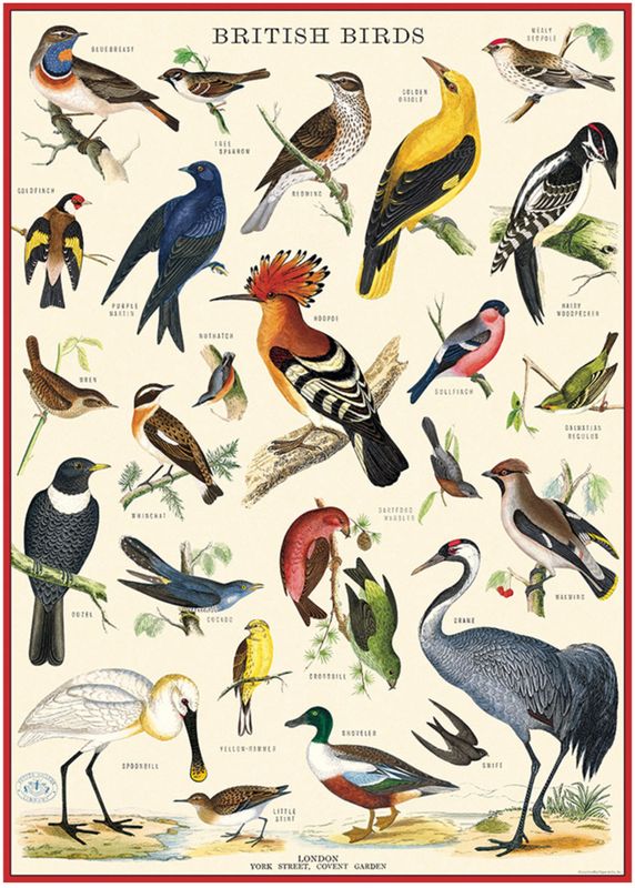 British Birds Poster  - 20” X 28” - #419