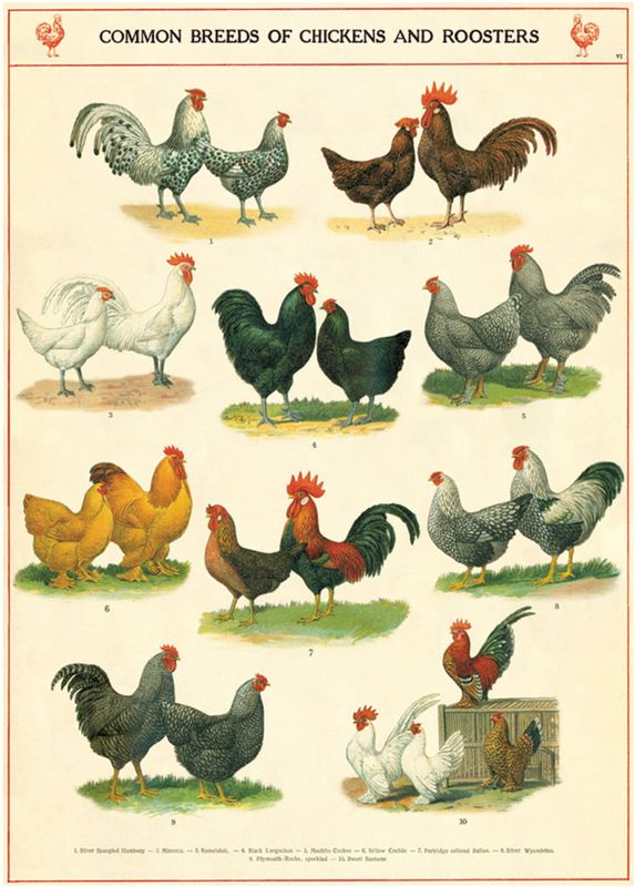 Chickens &amp; Roosters Poster  - 20” X 28” - #500