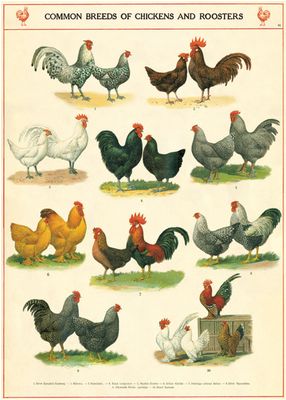 Chickens &amp; Roosters Poster  - 20” X 28” - #500