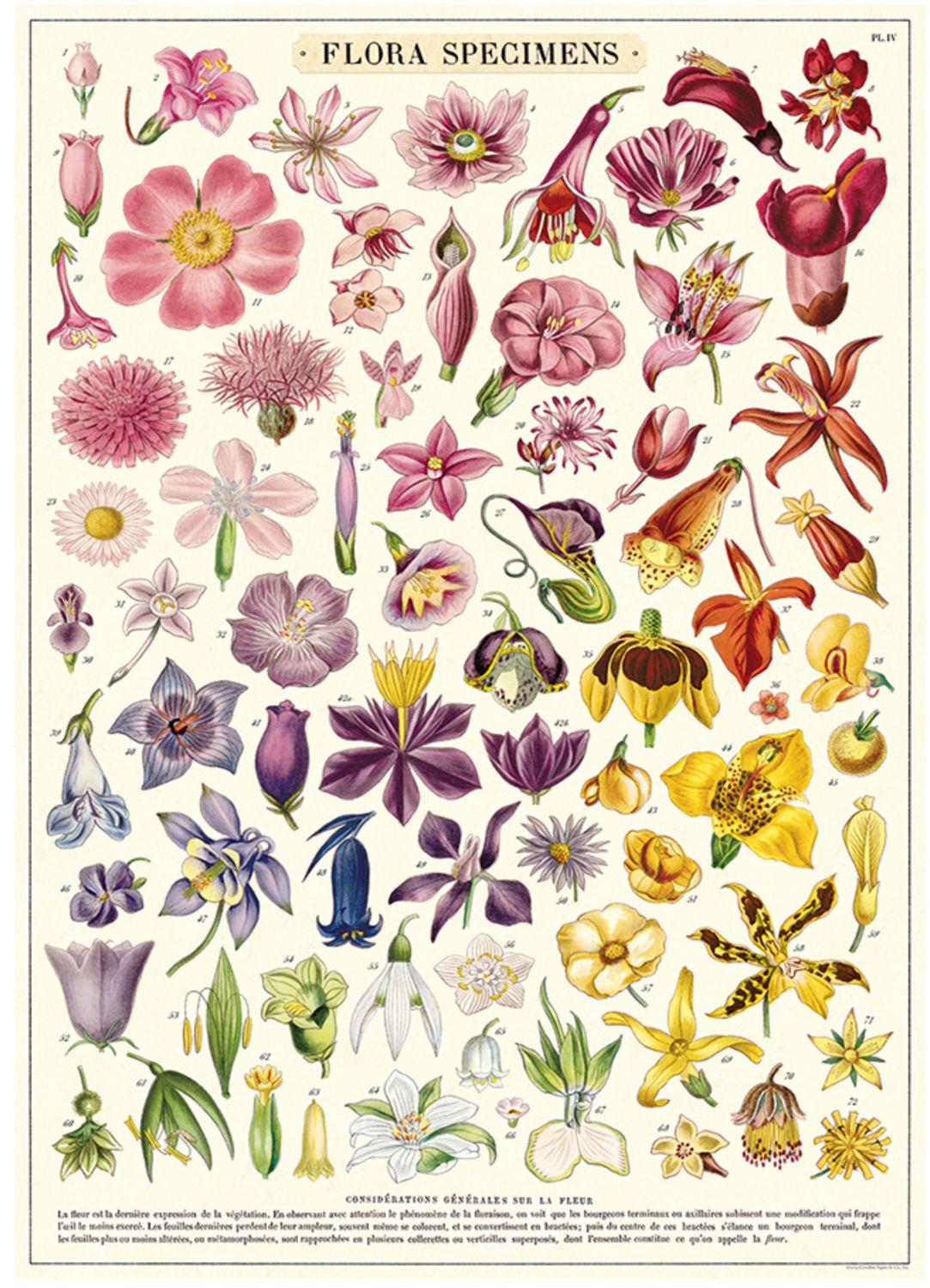 Flora Specimens (Rainbow) Poster  - 20” X 28” - #217