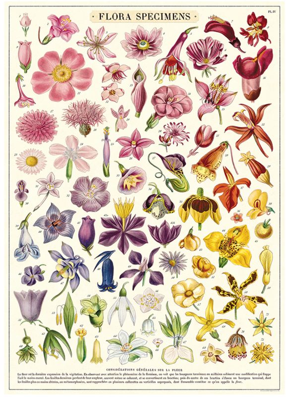 Flora Specimens (Rainbow) Poster  - 20” X 28” - #217
