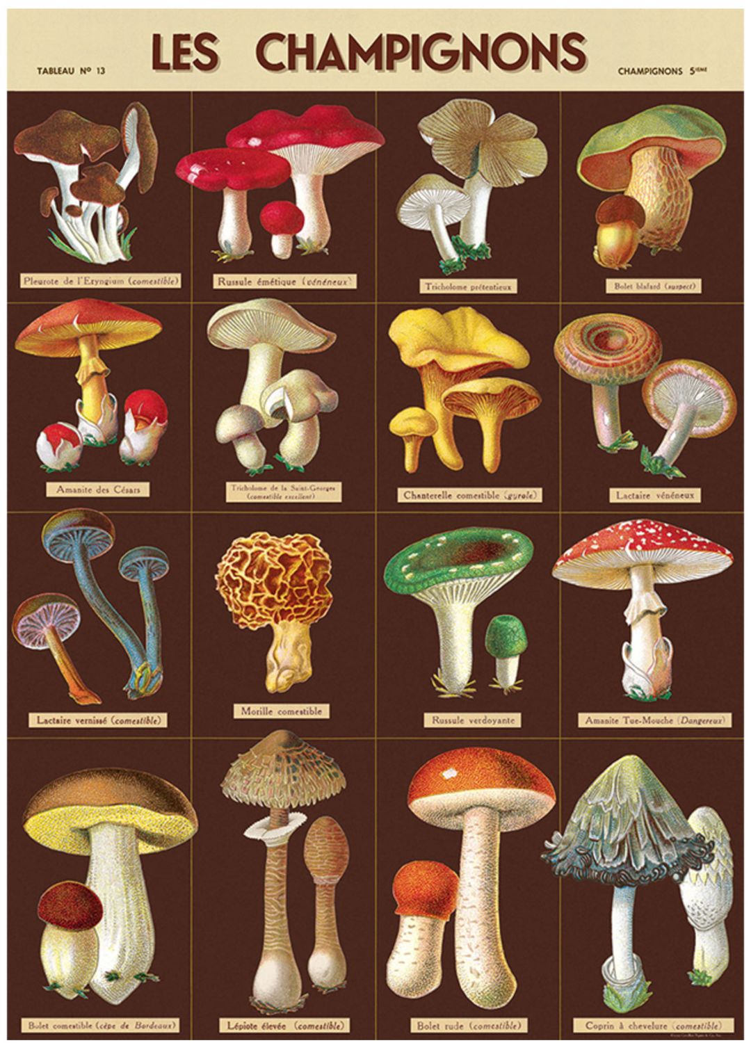 Les Champignons Mushrooms Poster  - 20” X 28” - #310