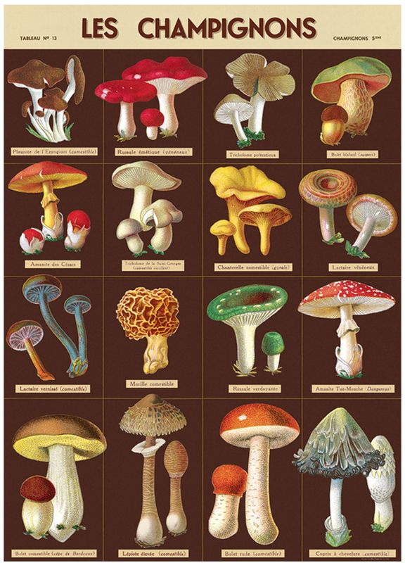 Les Champignons Mushrooms Poster  - 20” X 28” - #310