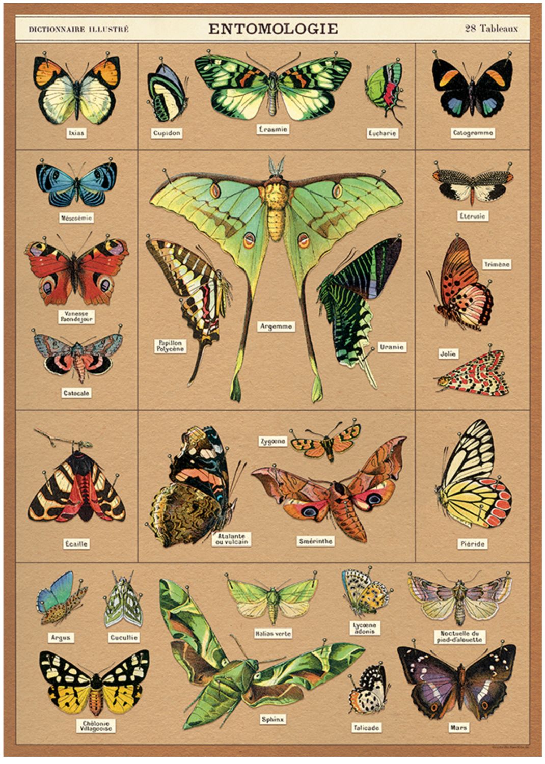 Entomology - Moths Poster  - 20” X 28” - #324