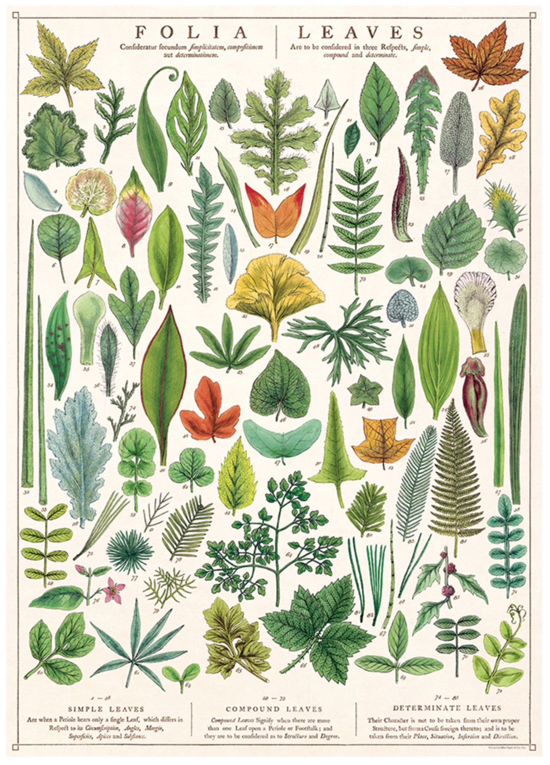 Folia Leaves Poster  - 20” X 28” - #403