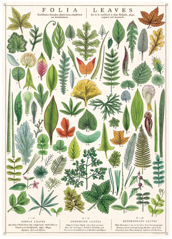 Folia Leaves Poster  - 20” X 28” - #403