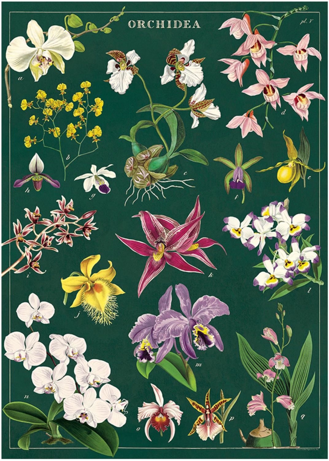 Orchids Poster  - 20” X 28” - #124