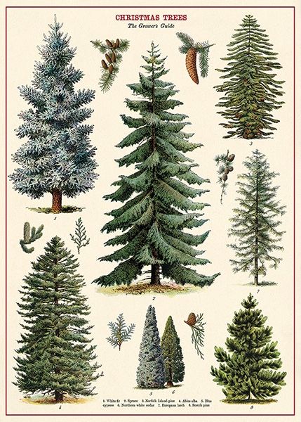 Christmas Trees Poster  - 20” X 28” - #506