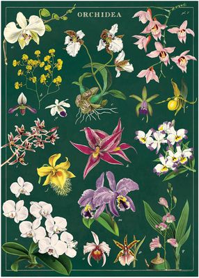 Orchids Poster  - 20” X 28” - #124