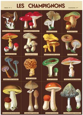Les Champignons Mushrooms Poster  - 20” X 28” - #310