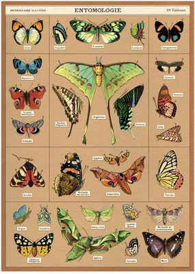 Entomology - Moths Poster  - 20” X 28” - #324