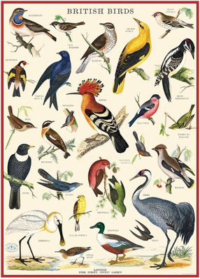 British Birds Poster  - 20” X 28” - #419