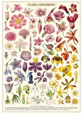Flora Specimens (Rainbow) Poster  - 20” X 28” - #217