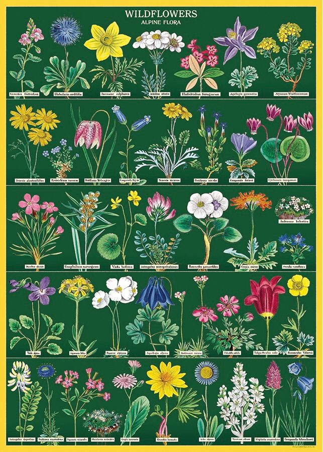 Wildflower 2 Poster  - 20” X 28” - #114