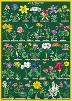 Wildflower 2 Poster  - 20” X 28” - #114